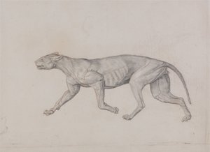 Esposizione anatomica comparativa della struttura del corpo umano con quella di una tigre e un co...